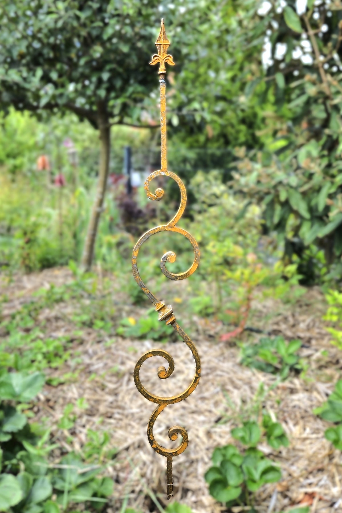 Spiralis